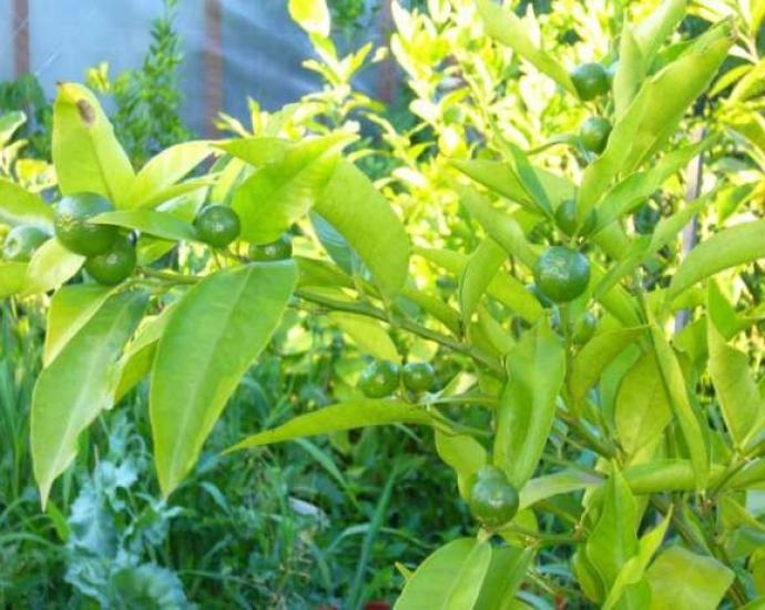 Мандарин Клементин Корсика 1