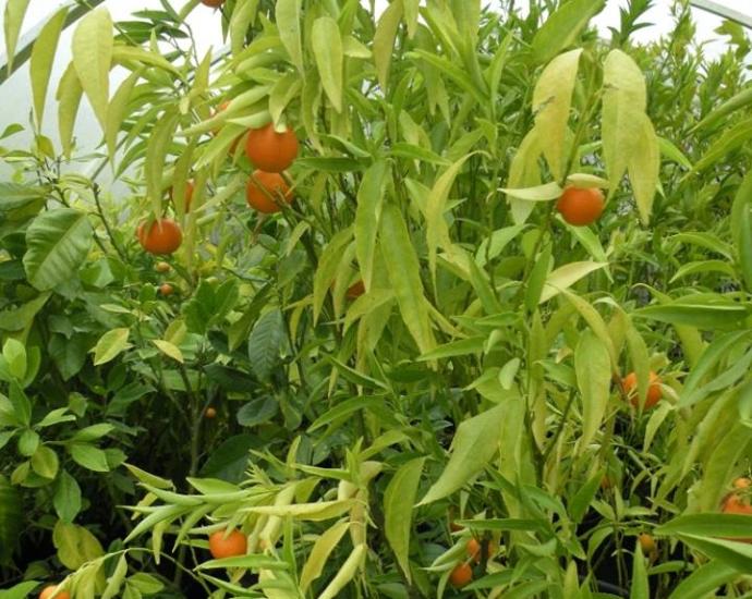 Мандарин Клементин Корсика 1