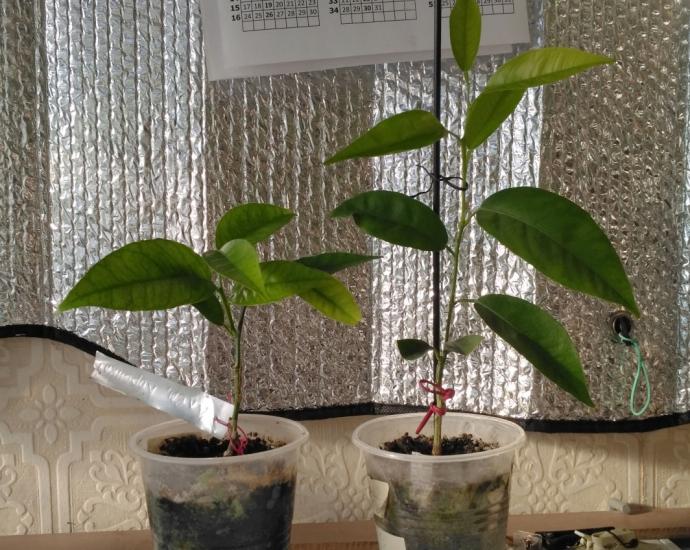 Мандарин Клементин Корсика 1