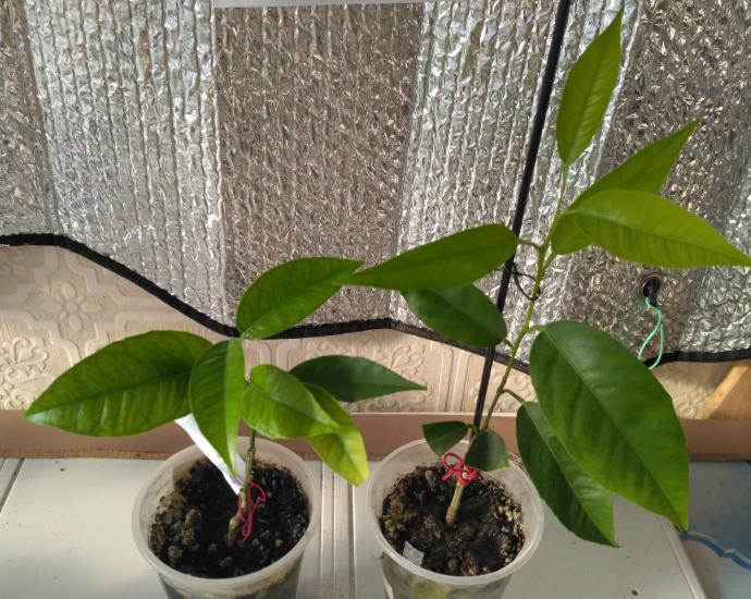 Мандарин Клементин Корсика 1