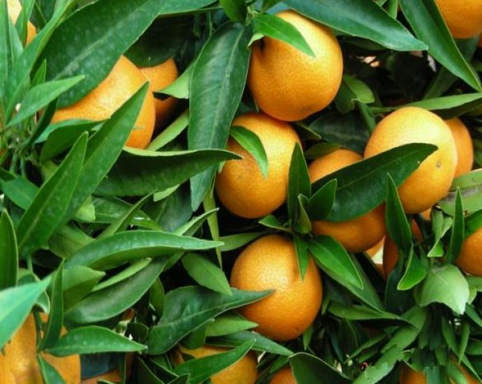 Мандарин Клементин Корсика 1