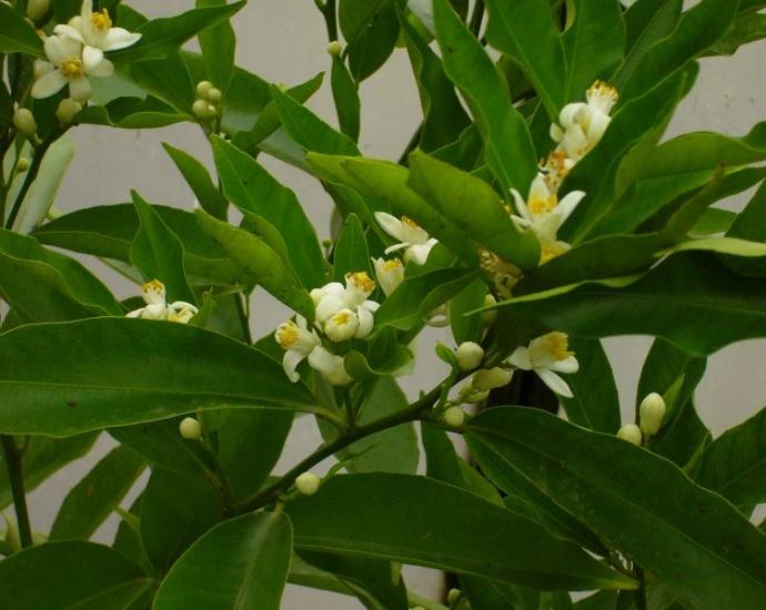 Мандарин Клементин Корсика 1