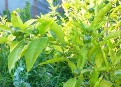 Мандарин Клементин Корсика 1