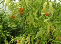 Мандарин Клементин Корсика 1