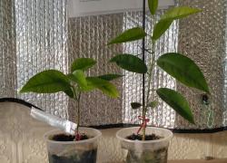 Мандарин Клементин Корсика 1