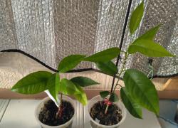 Мандарин Клементин Корсика 1