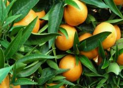 Мандарин Клементин Корсика 1