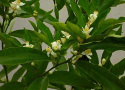 Мандарин Клементин Корсика 1